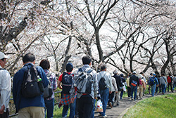 堀尾跡公園を出て、五条川の桜並木を歩きます。