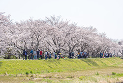 満開の桜並木がどこまでも続きます。