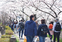 再び桜並木が待つ川沿いへ。春の陽気に包まれながら、楽しく進みます。